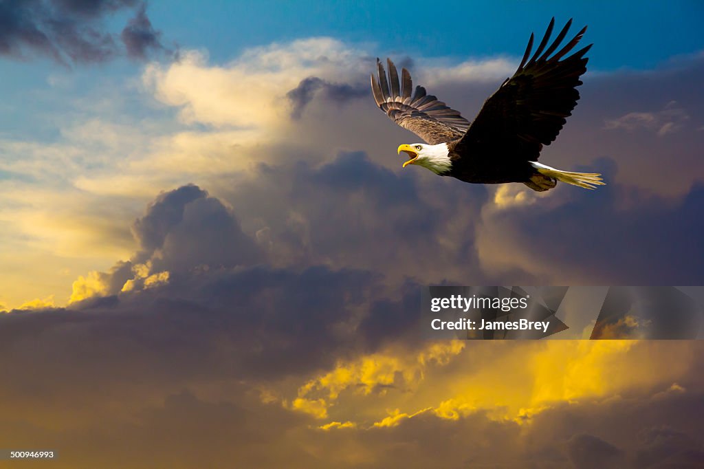 Águia Careca americana a voar no Céu dramático espetacular