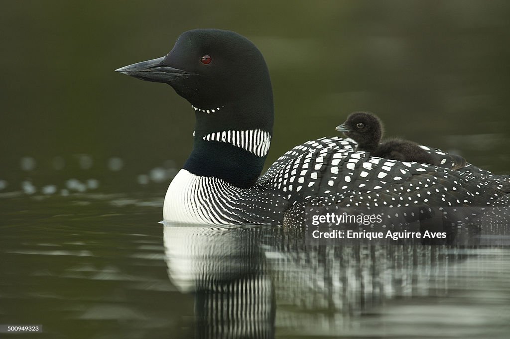 Great Northern Loon (Gavia immer)