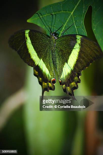 emerald machaon butterfly (papilio palinurus) - emerald swallowtail stockfoto's en -beelden