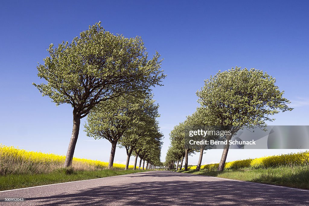 Flowering Trees And Fields