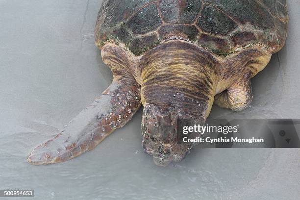 Lb. Loggerhead sea turtle found dead on beach in Daytona Beach Shores, Florida during Tropical Storm / Hurricane Arthur on July 2, 2014