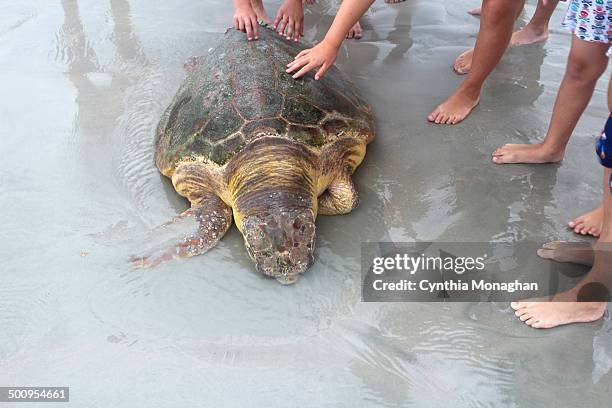 Lb. Loggerhead sea turtle washed up at Daytona Beach Shores, Florida during Tropical Storm / Hurricane Arthur on July 2, 2014