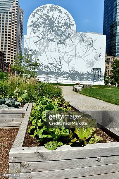 Lettuce garden in downtown boston