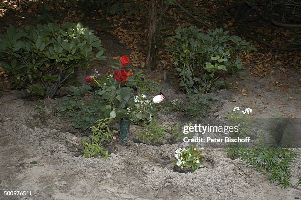 Grab von Horst Buchholz, Waldfriedhof Westend, Berlin, Deutschland, Europa, , Blume, Rose, Schauspieler, Promi, Promis, Prominente, Prominenter,...