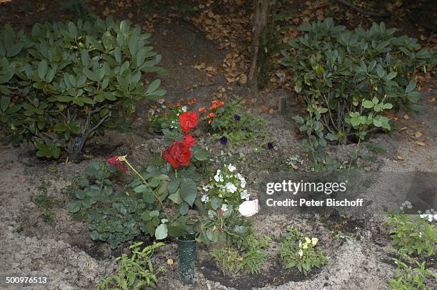 Grab von Horst Buchholz, Waldfriedhof Westend, Berlin, Deutschland, Europa, , Blume, Rose, Schauspieler, Promi, Promis, Prominente, Prominenter,...