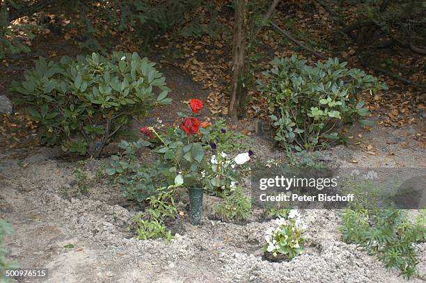 Grab von Horst Buchholz, Waldfriedhof Westend, Berlin, Deutschland, Europa, , Blume, Rose, Schauspieler, Promi, Promis, Prominente, Prominenter,...