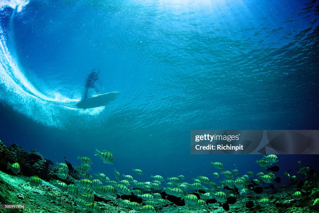 Underwater view of surfer through the wave with tropical fish