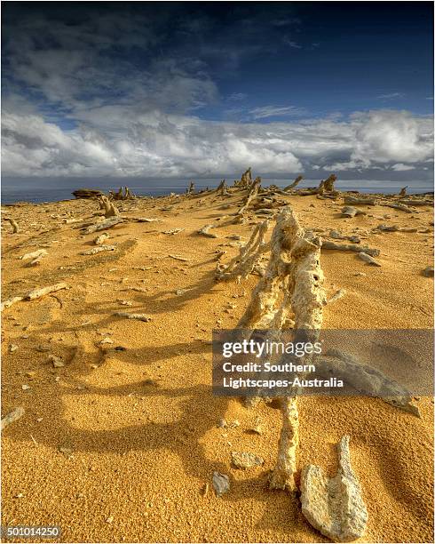 the calcified forest, in the seal rocks nature reserve, king island, bass strait, tasmania. - calcification stock-fotos und bilder