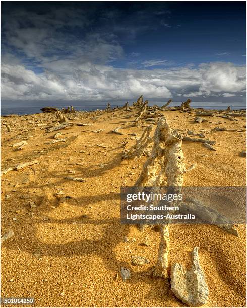 the calcified forest, in the seal rocks nature reserve, king island, bass strait, tasmania. - calcification stock pictures, royalty-free photos & images