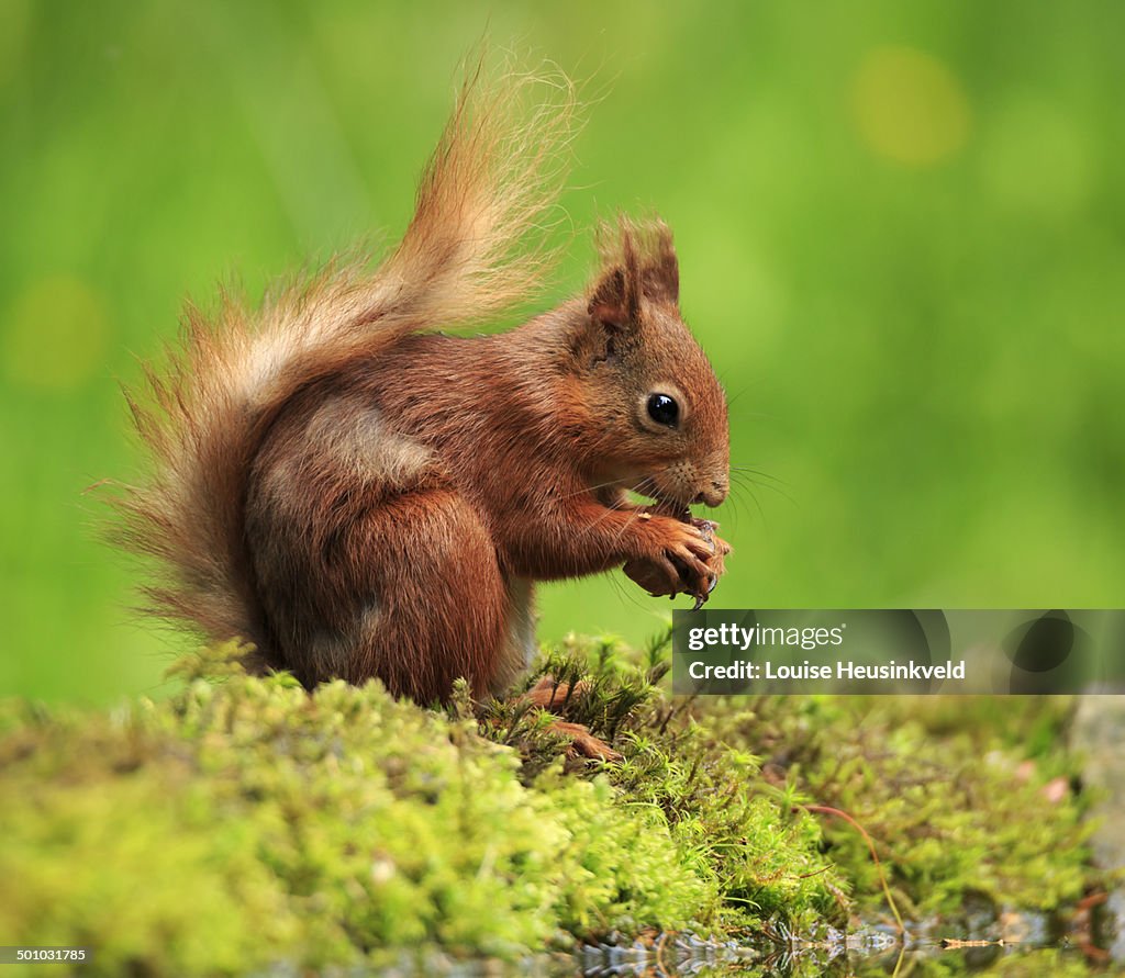 Eurasian red squirrel, Sciurus vulgaris