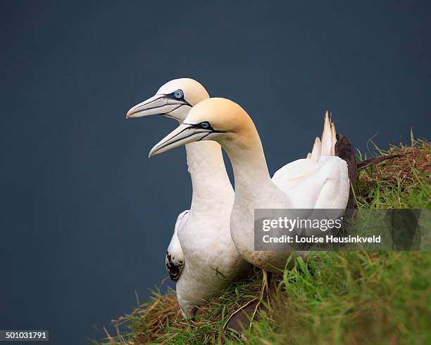 northern gannet, morus bassanus - bridlington stock-fotos und bilder