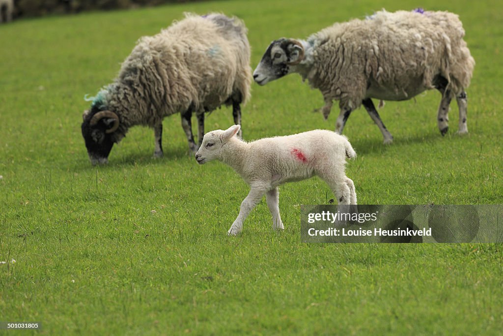Swaledale sheep with lamb