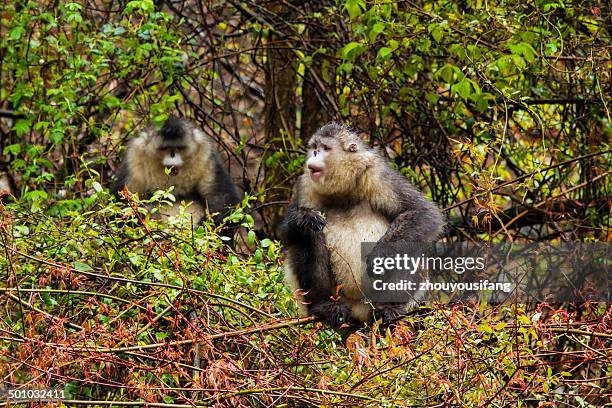 the rhinopithecus bieti - yunnan snub nosed monkey stock pictures, royalty-free photos & images
