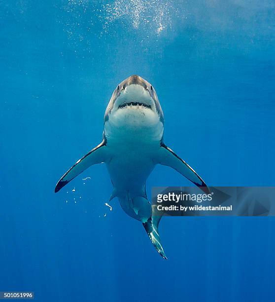 looks like jaws - animal teeth stock pictures, royalty-free photos & images