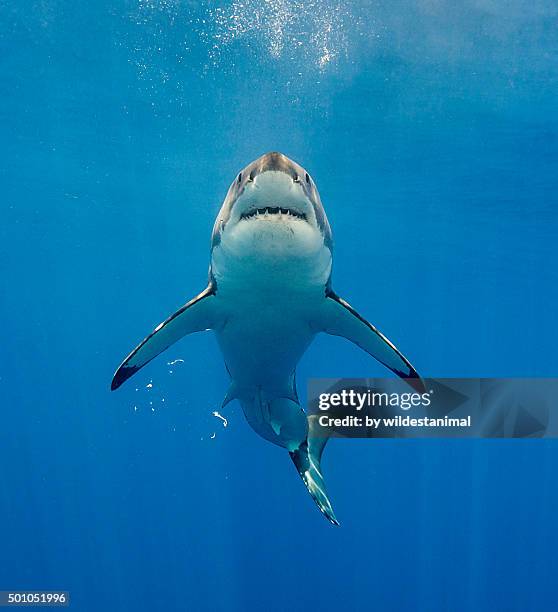 looks like jaws - great white shark stock pictures, royalty-free photos & images