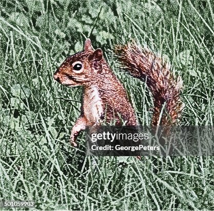 Squirrel Watching Out For Predators Squirrel Watching Out For Predators