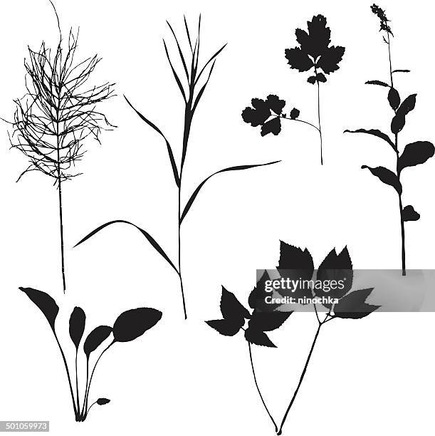 grass silhouettes - tree shadow white stock illustrations