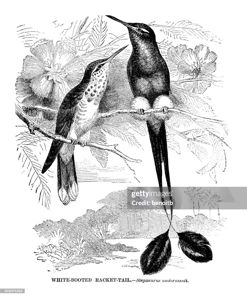 White booted Racket-tail