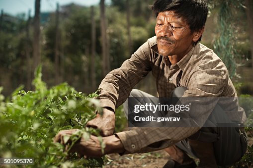 Peasant man fastening ropes to support tomato plants in farm. Peasant man fastening ropes to support tomato plants in farm.