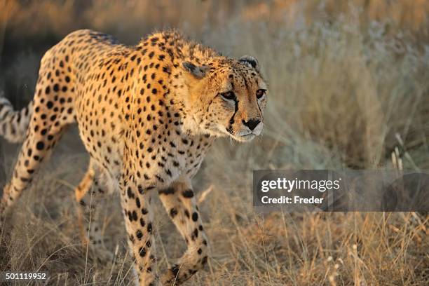 cheetah in namibia - cheetah hunt stock pictures, royalty-free photos & images