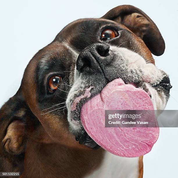 dog licking - lamber imagens e fotografias de stock