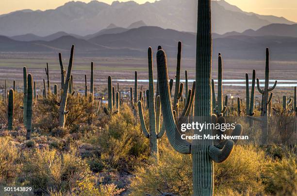 saguaro national park - saguaro national park stock pictures, royalty-free photos & images