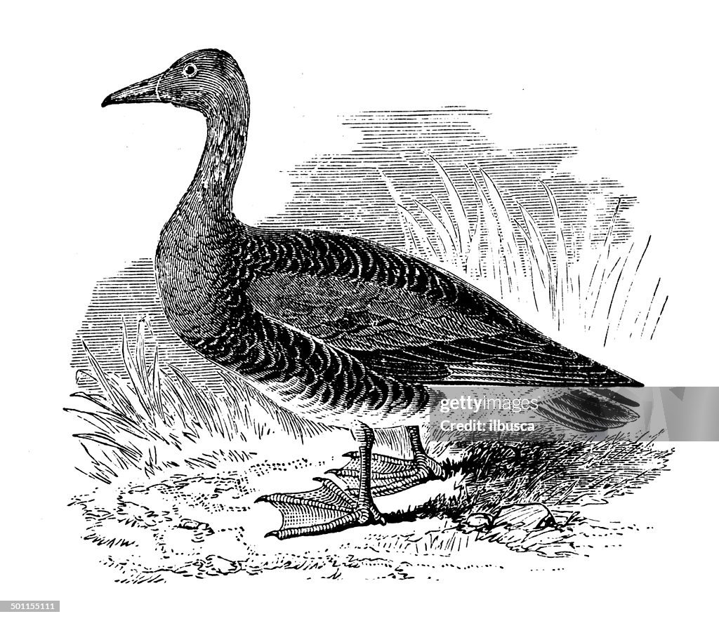 Antique illustration of bean goose (Anser fabalis)