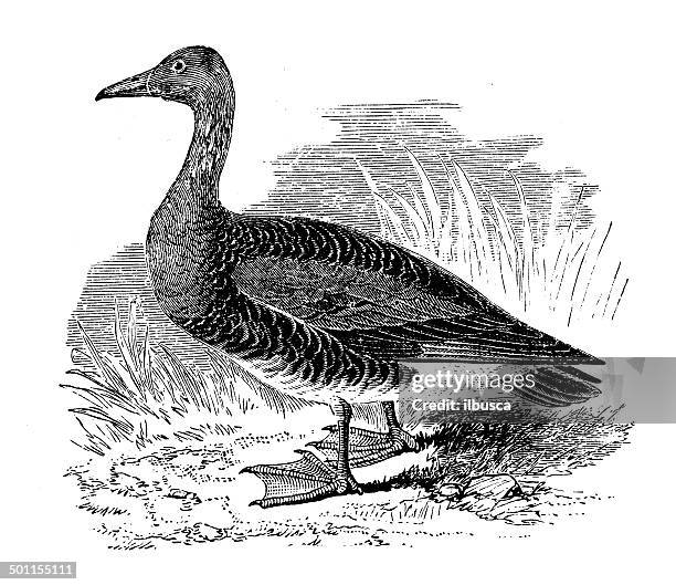 antique illustration of bean goose (anser fabalis) - anser fabalis stock illustrations