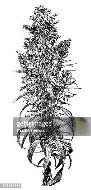 antique illustration of goldenrod - goldenrod stock illustrations