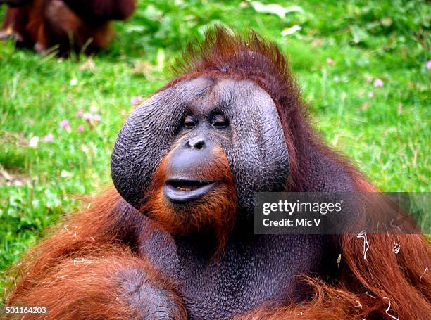 bornean orangutan - 動物の雄 ストックフォトと画像