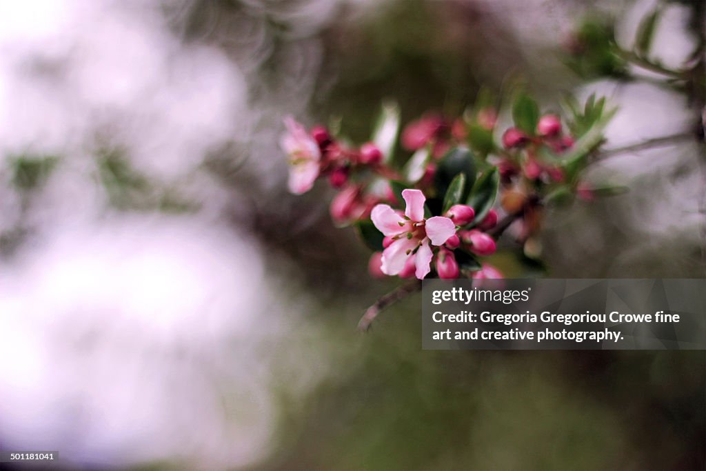 Pink blossoms