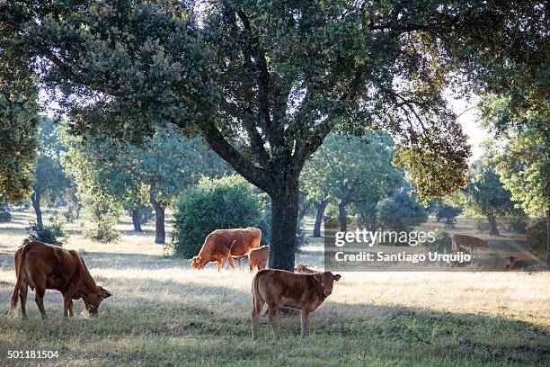 cows in a dehesa (agro-sylvo-pastoral system) - agroforestry stock pictures, royalty-free photos & images