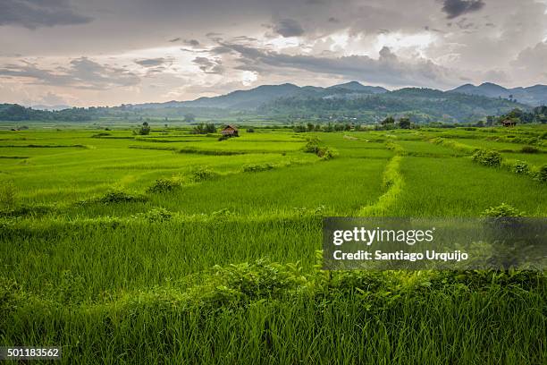 Myanmar Rice Paddy 1,675 Rice Plantation Myanmar Stock Photos, High-Res Pictures, and ...