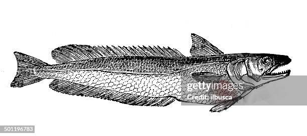 antique illustration of european hake (merluccius merluccius) - hake stock illustrations