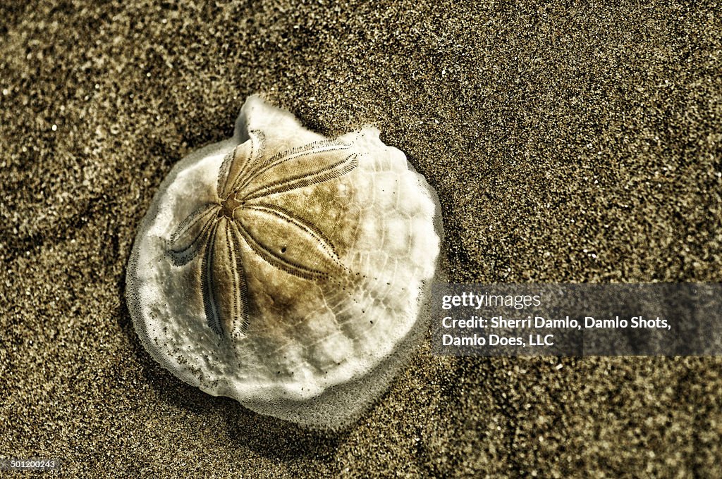 Sand dollar on the beach