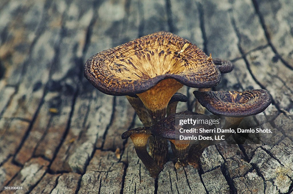 Mushroom bunch