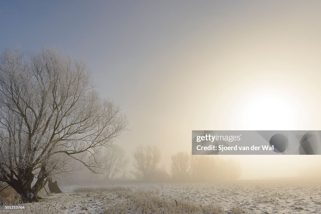 Winter landscape in the river IJssel floodplains