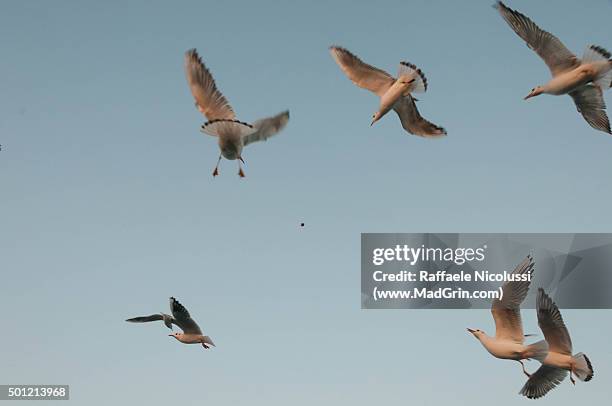 bread hunters - gabbiano stockfoto's en -beelden