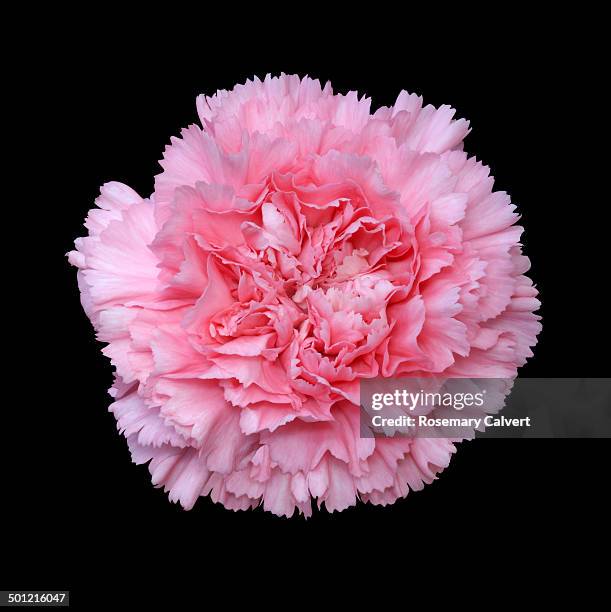 beautiful fragrant pink carnation - carnation stock pictures, royalty-free photos & images