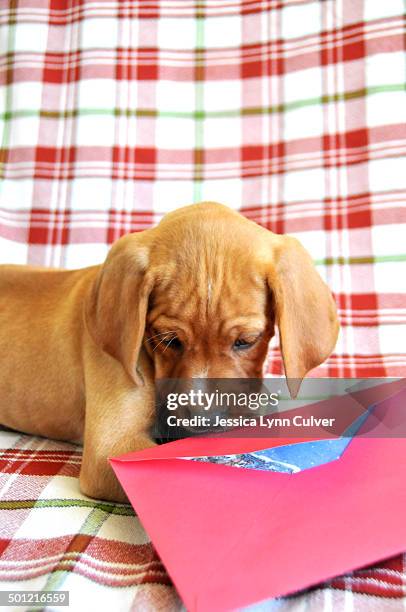 320 Cur Card Stock Photos, High-Res Pictures, and Images - Getty Images