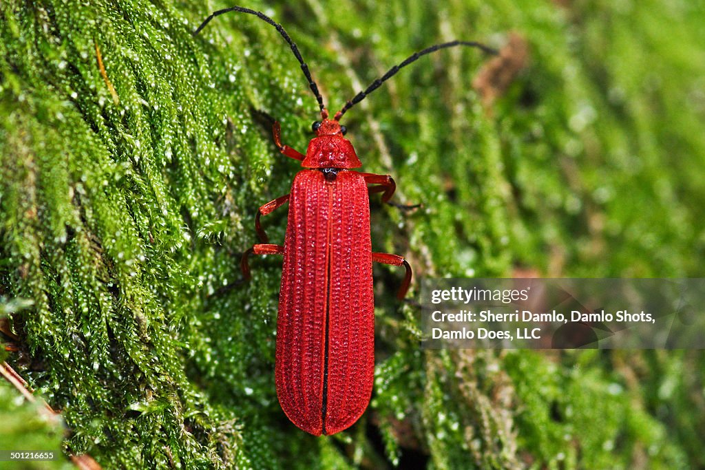 Net-wing beetle