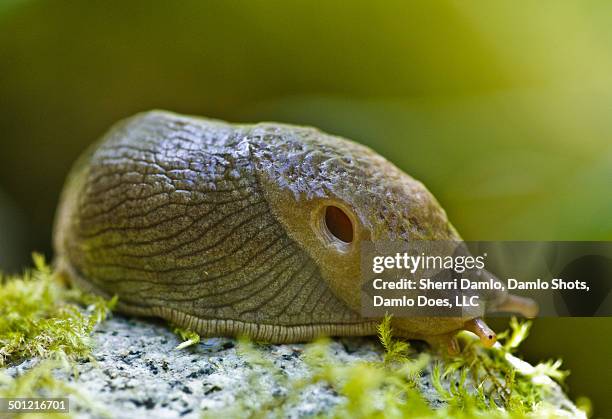 banana slug - damlo does stock pictures, royalty-free photos & images