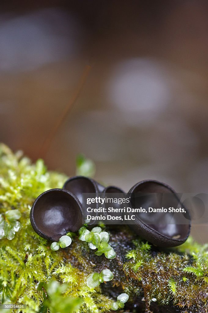 Cupped mushrooms on moss