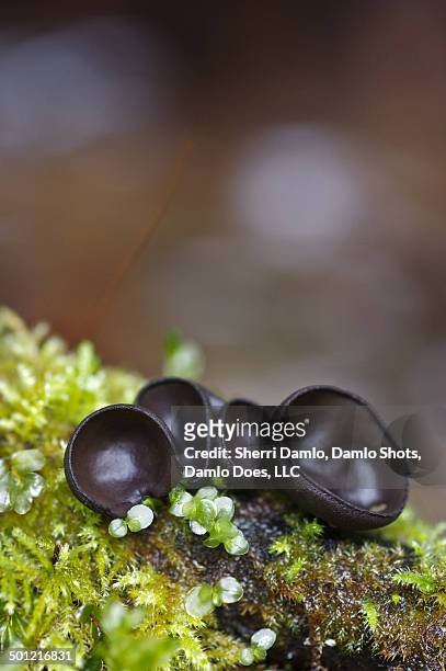 cupped mushrooms on moss - damlo does stock pictures, royalty-free photos & images