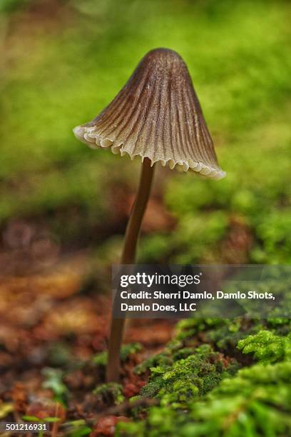 witch's hat mushroom - damlo does stock pictures, royalty-free photos & images