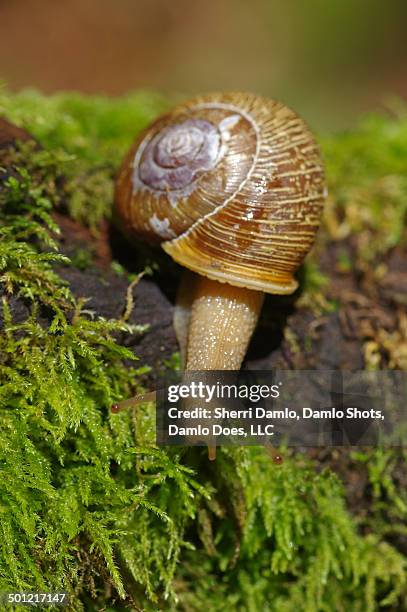 extended land snail - damlo does stock pictures, royalty-free photos & images