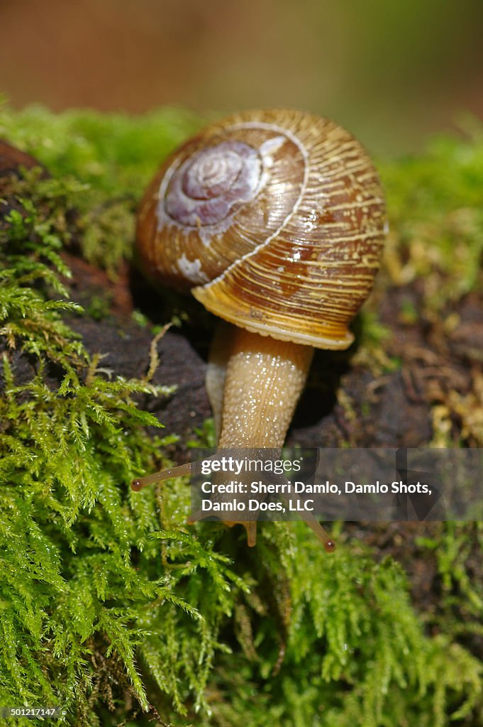 Extended land snail