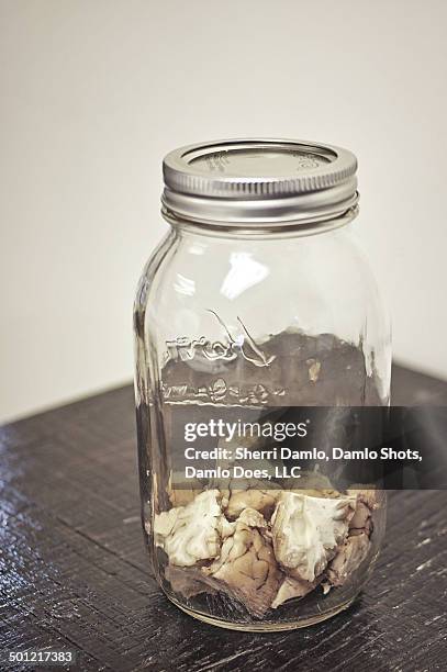 dissected sheep brain in a jar - damlo does stock pictures, royalty-free photos & images