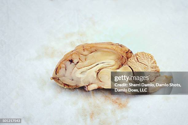 sheep brain dissection - damlo does - fotografias e filmes do acervo