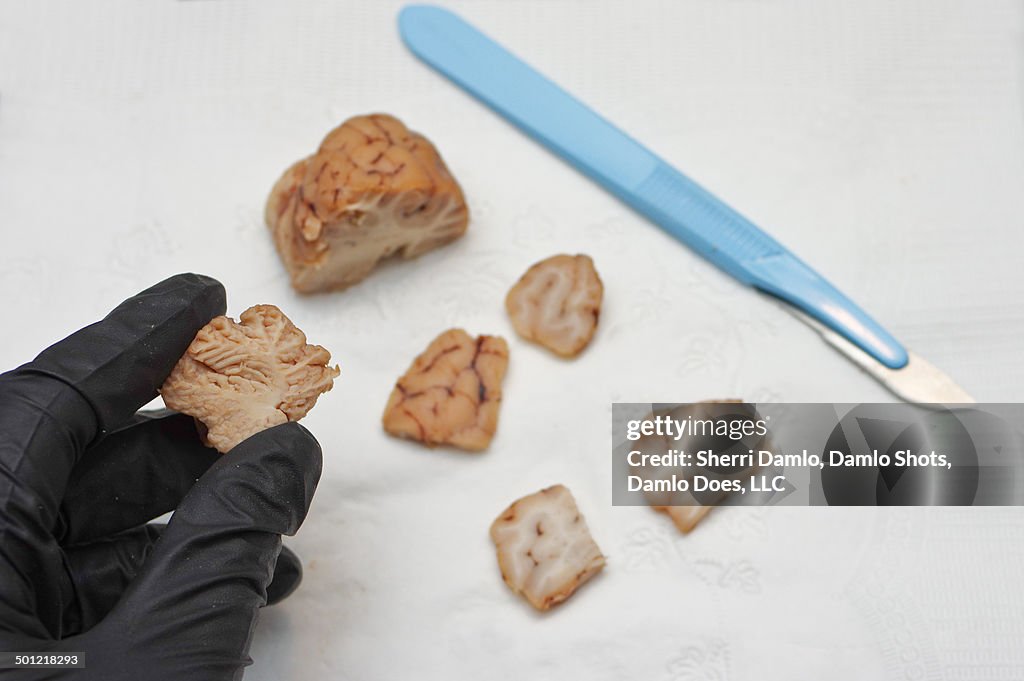 Closeup of sheep brain